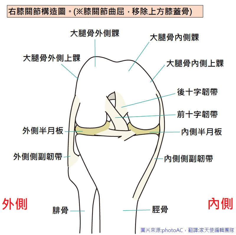 膝關節構造示意圖