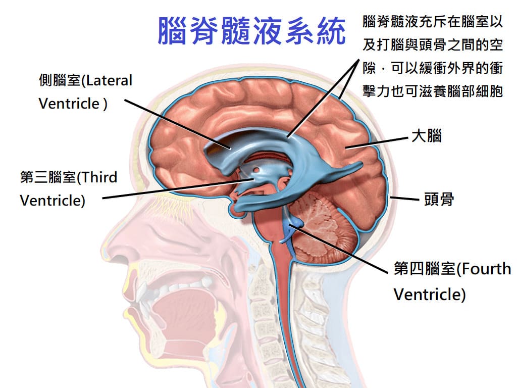 腦脊髓液與腦室